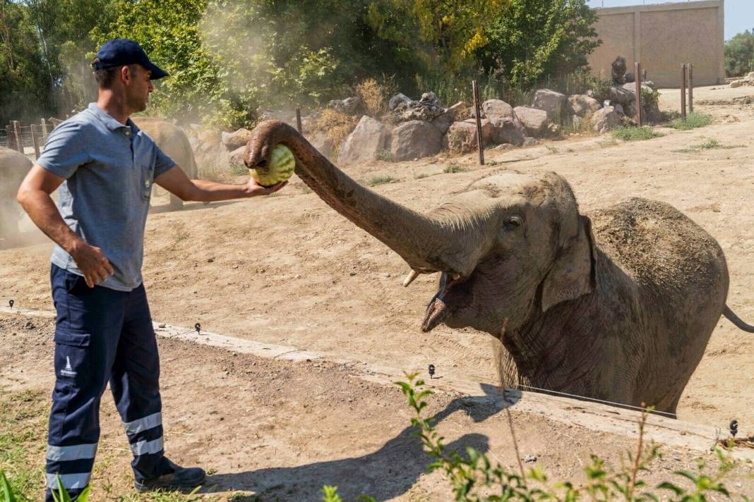 İzmir Tire'de Doğal Yaşam Parkı'ndaki hayvanlardan muhteşem görüntüler 8